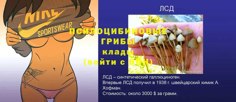 Галлюциногенные грибы Psilocybe  Гай 